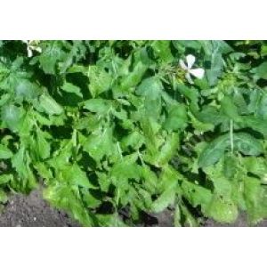 Салат рукола-индау Гурман цв.п. 0,3 гр Металл.п (АЭЛИТА)