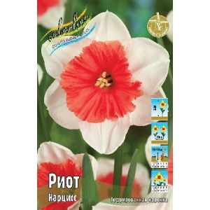 Нарцисс Риот (5 шт) КЛ