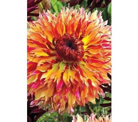 Купить луковичные в городе Кострома по выгодным ценам — Первая торговая ...