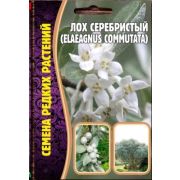 Лох серебристый (Elaeagnus commutata)5шт.(Ред.Сем.)