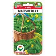 Огурец Мадрилене 5шт (Сиб сад)