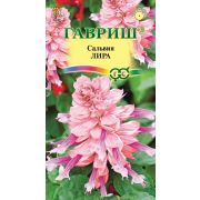 Сальвия Лира 4 шт (Гавриш)
