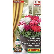 Цикламен Смесь сортов персидский крупноцветковый цв.п.3 шт (АЭЛИТА)