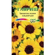 Хризантема Эльдорадо 0,5 гр Н8 (Гавриш)