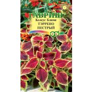 Колеус Тэррено пестрый 4 шт Н17 (Гавриш)
