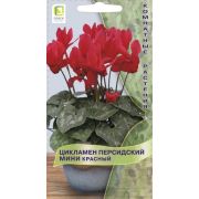 Цикламен Мини Красный персидский цв.п.2 шт .(Поиск)