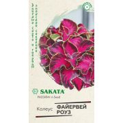 Колеус Файервей Роуз 4 шт (Гавриш)