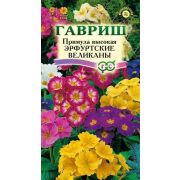 Примула Эрфуртские великаны высокая 20 шт Н7 (Гавриш)