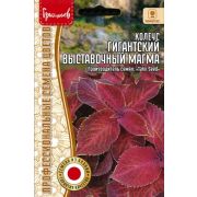 Колеус Гигантский Выставочный Магма (Giant Exhibition Magma) 3 шт (Ред.Сем.)