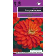 Цинния Захара Огненная 6 шт серия эксклюзив (Гавриш) Р.